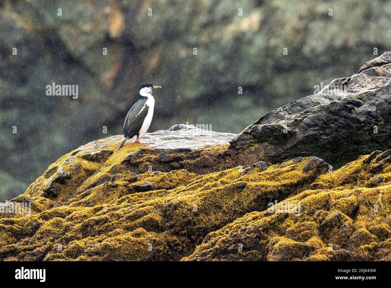 Blue Eyed Shag, Cooper Bay, Géorgie du Sud, dimanche 26 novembre, 2023. photo : David Rowland / One-Image.com Banque D'Images