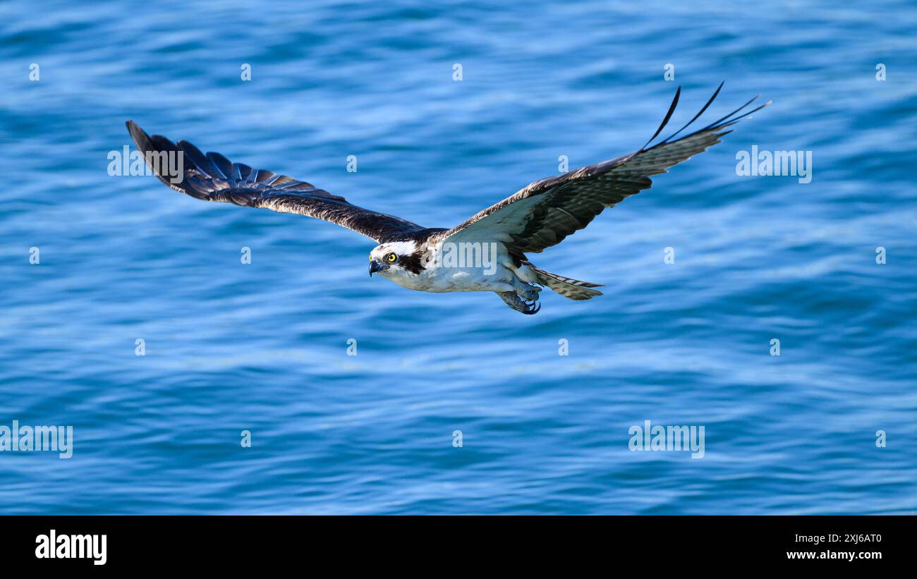 Osprey Pandion haliaetus mâle adulte avec ailes étendues volant au-dessus de l'eau bleue Banque D'Images