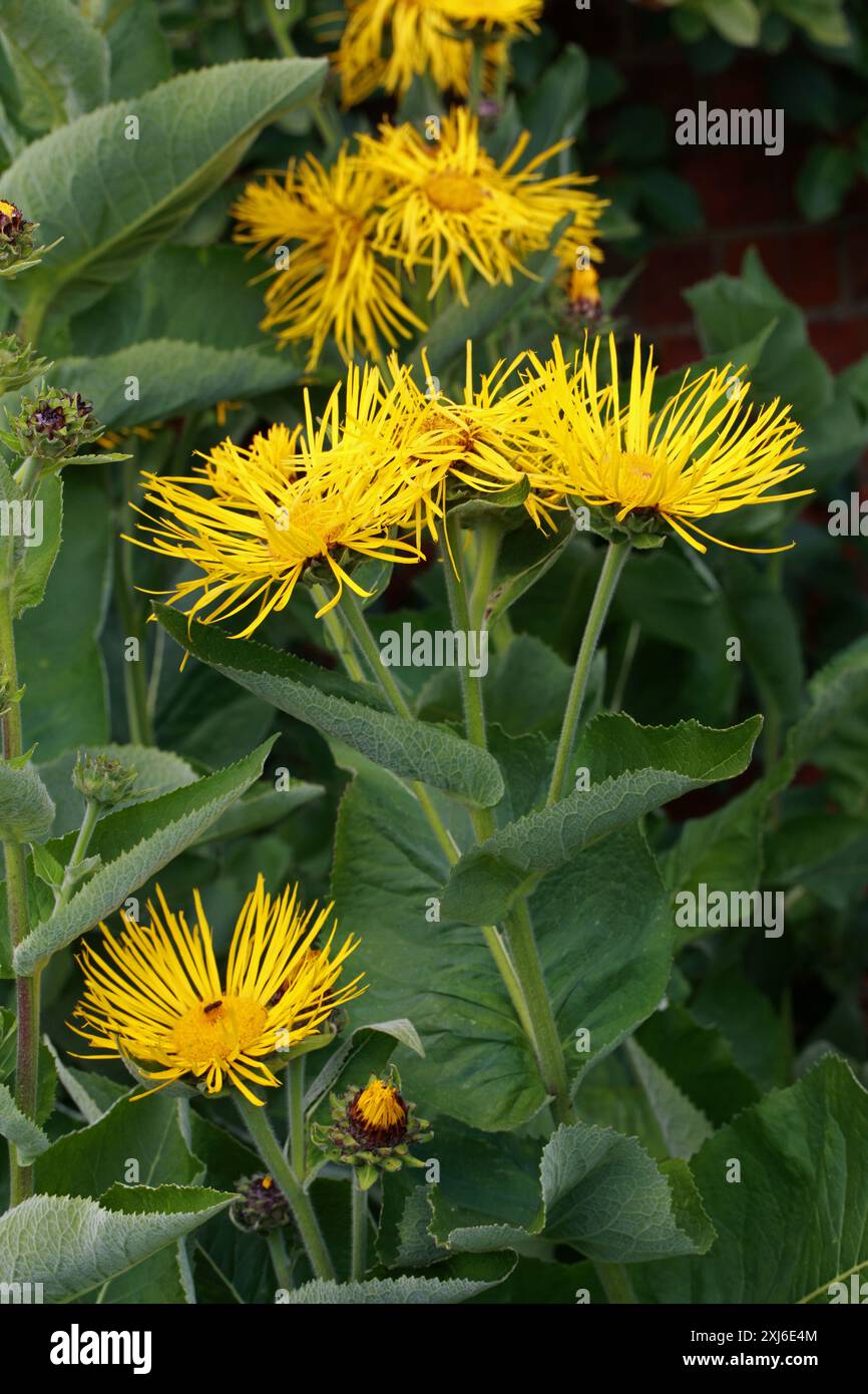 Hybride Fleabane géant, Inula magnifica x racemosa 'Sonnenstrahl', Asteraceae. Inula magnifica, le fleabane géant, est une espèce de plante à fleurs Banque D'Images