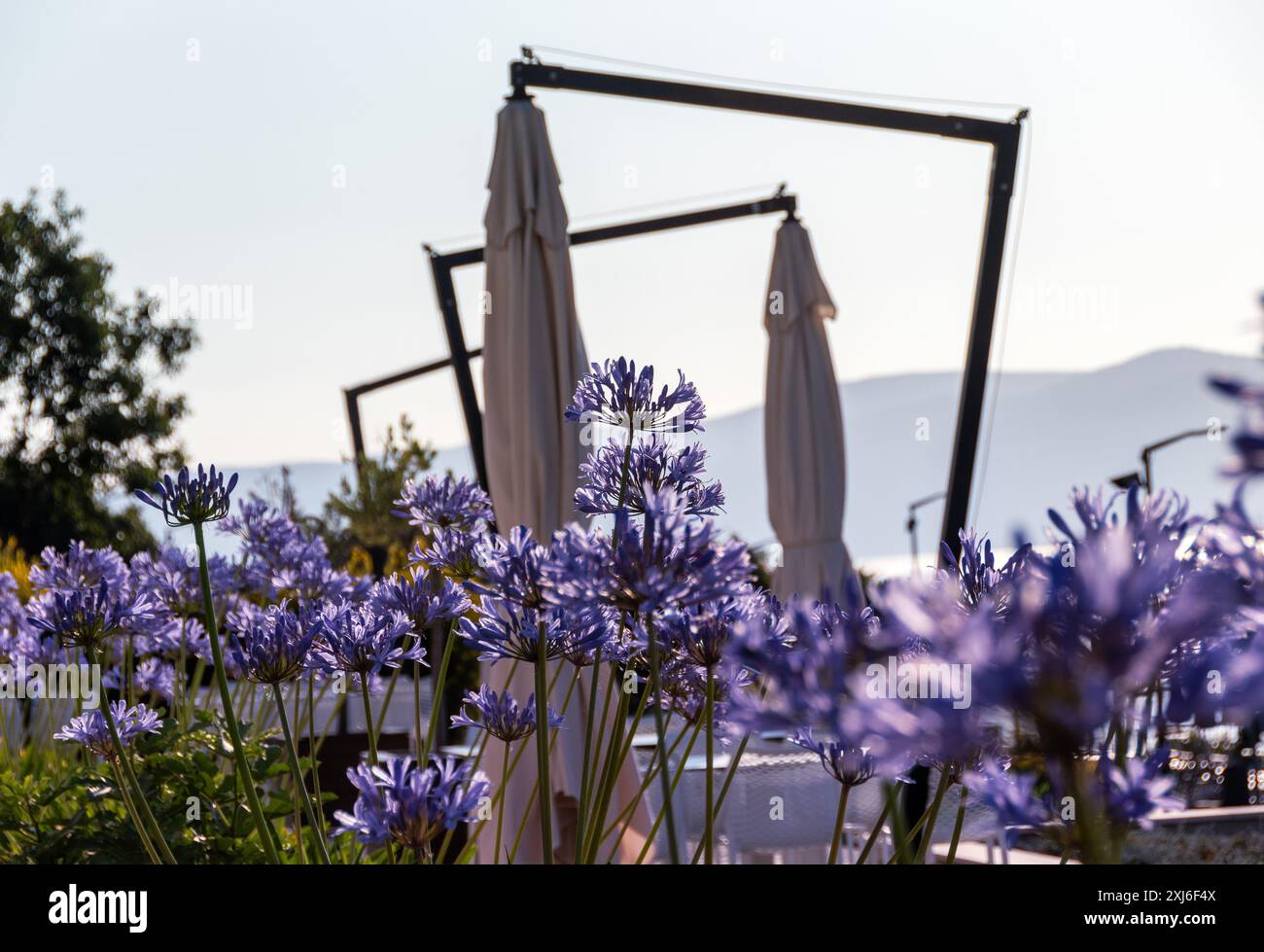 Capturer la tranquillité des fleurs d'agapanthus violettes en fleurs, encadrées par une pergola artistique et des parapluies fermés, posées contre une montagne lointaine SC Banque D'Images