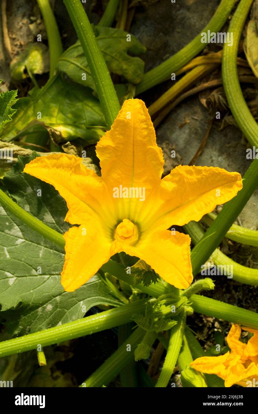 Fleur de courgette Banque D'Images