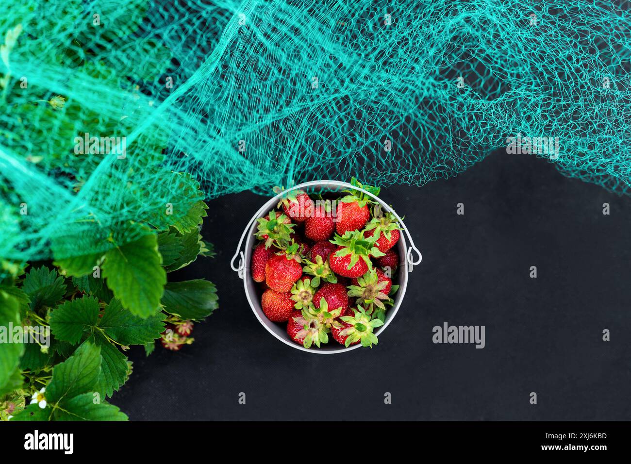 Vue aérienne d'un seau de fraises fraîchement cueillies à côté de plants de fraises recouverts d'un filet de protection Banque D'Images