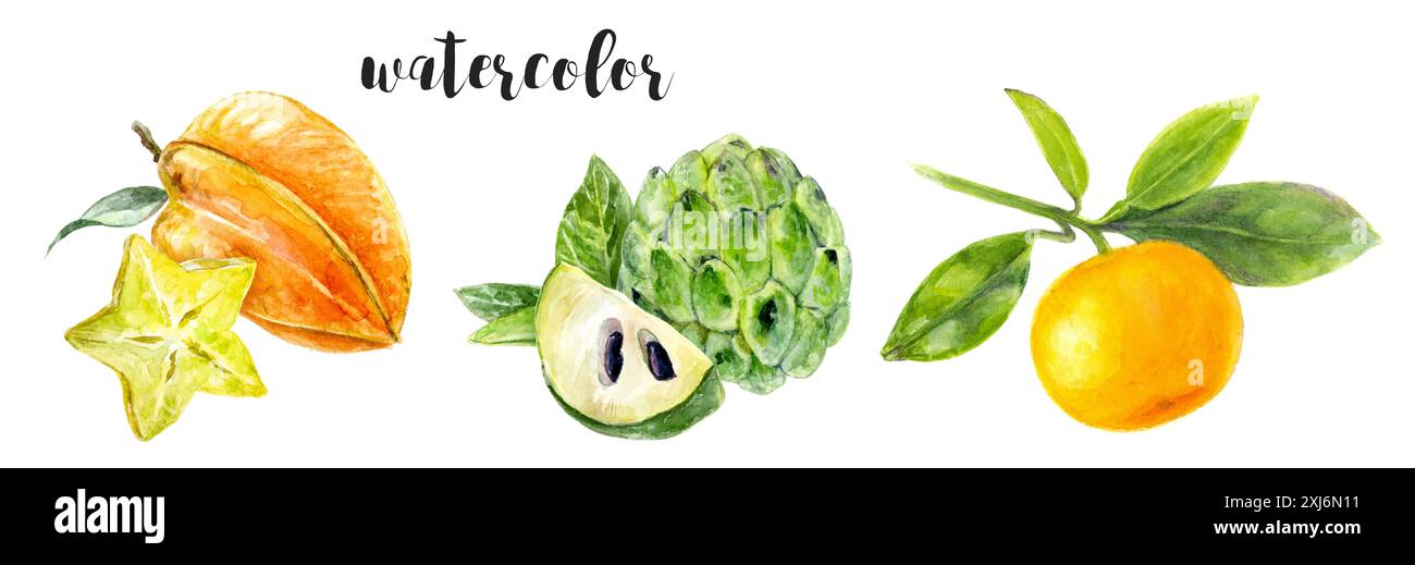 Il s'agit d'une représentation aquarelle vibrante de fruits tropicaux présentant une composition artistique Banque D'Images