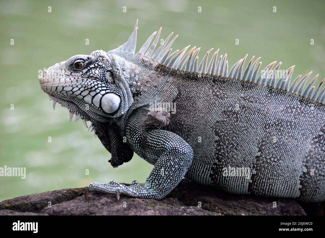 L'iguane vert est également connu comme un grand lézard arboricole du genre iguane. Faune brésilienne Banque D'Images