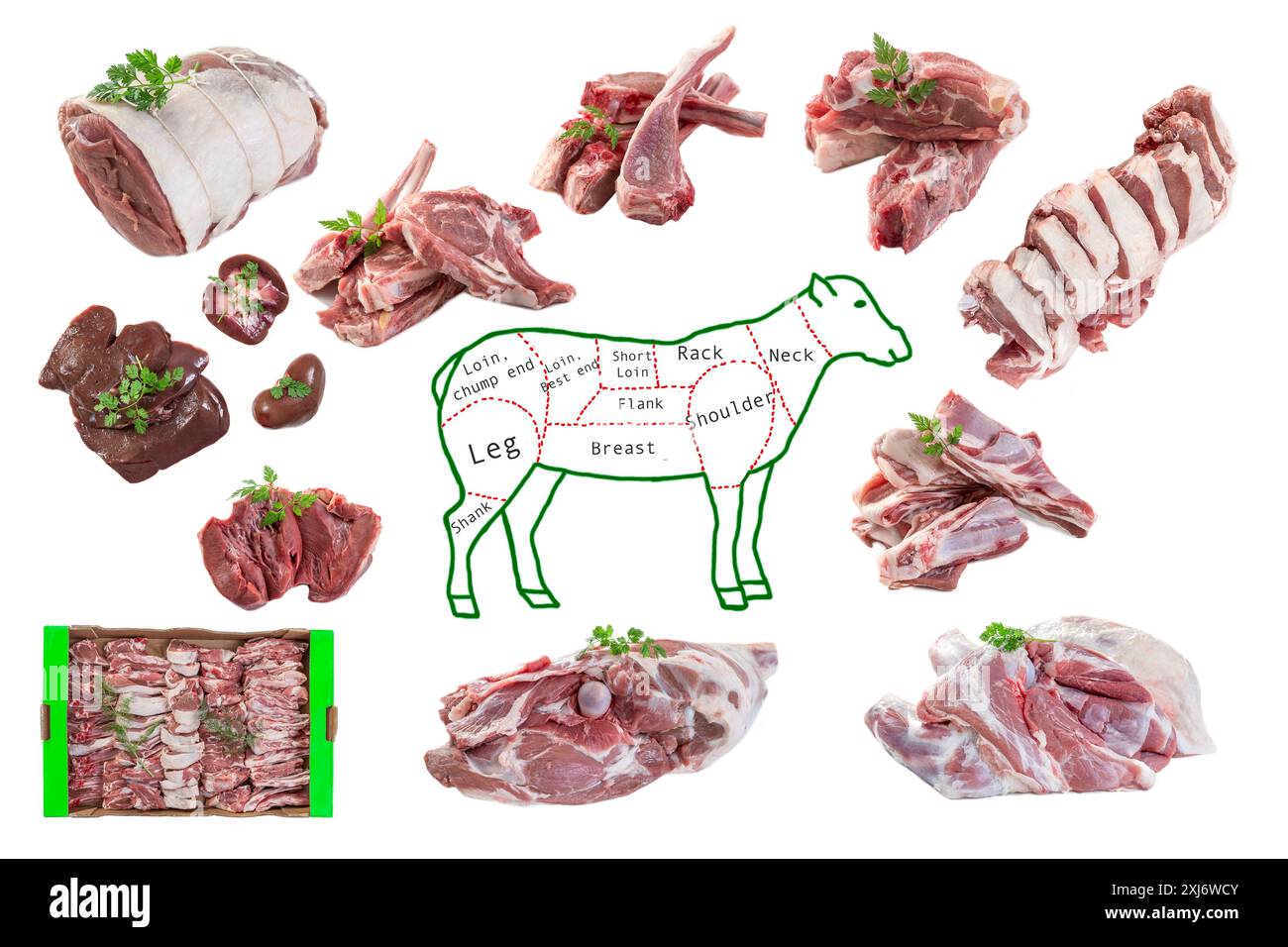Composition avec un dessin d'agneau et une sélection de morceaux de viande crus sur fond blanc Banque D'Images
