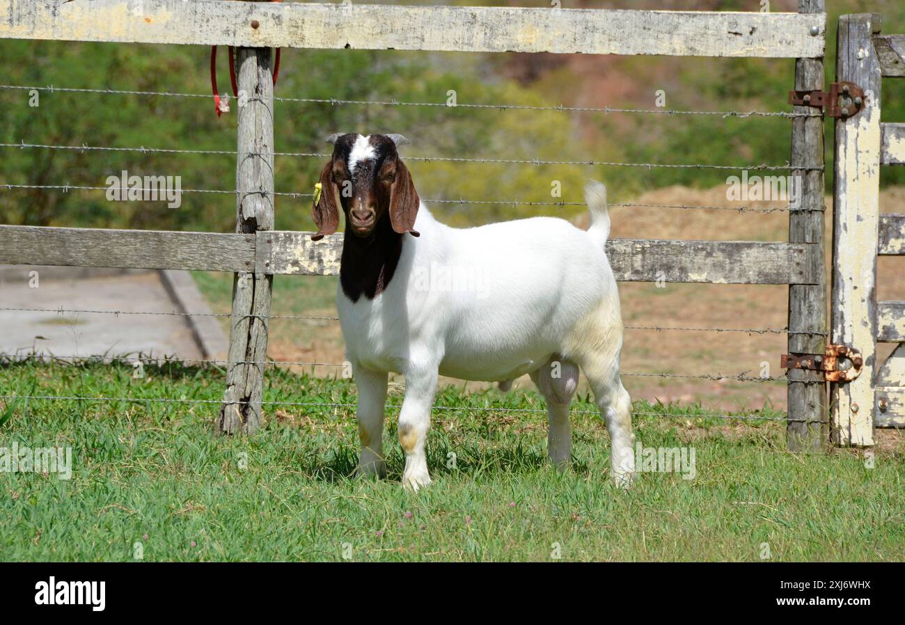 Jeunes chèvres boer mâles à la ferme Banque D'Images