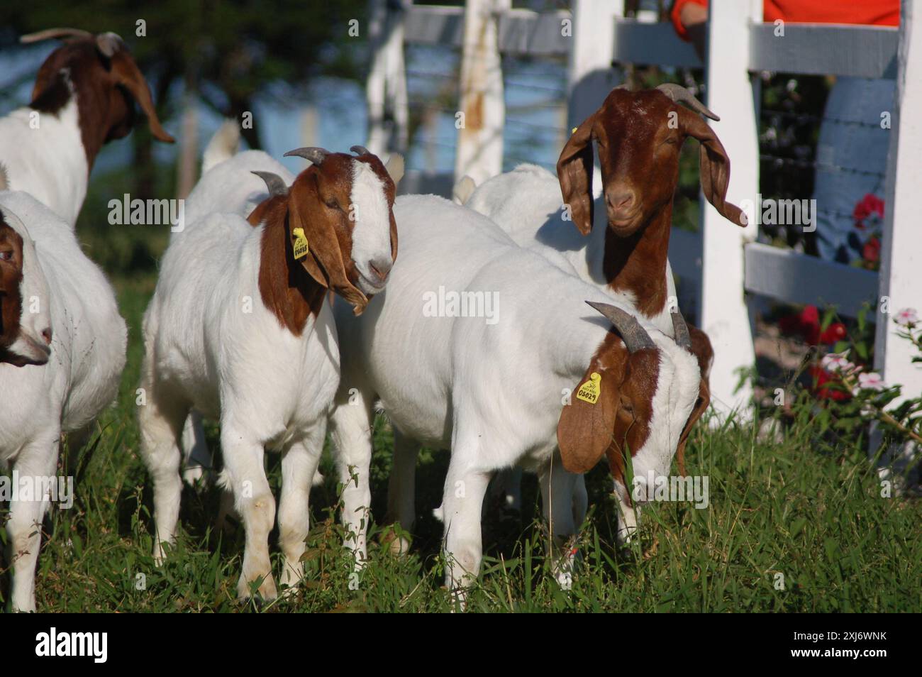 Un groupe de grandes chèvres Boers qui paissent dans les pâturages verts de la ferme Banque D'Images
