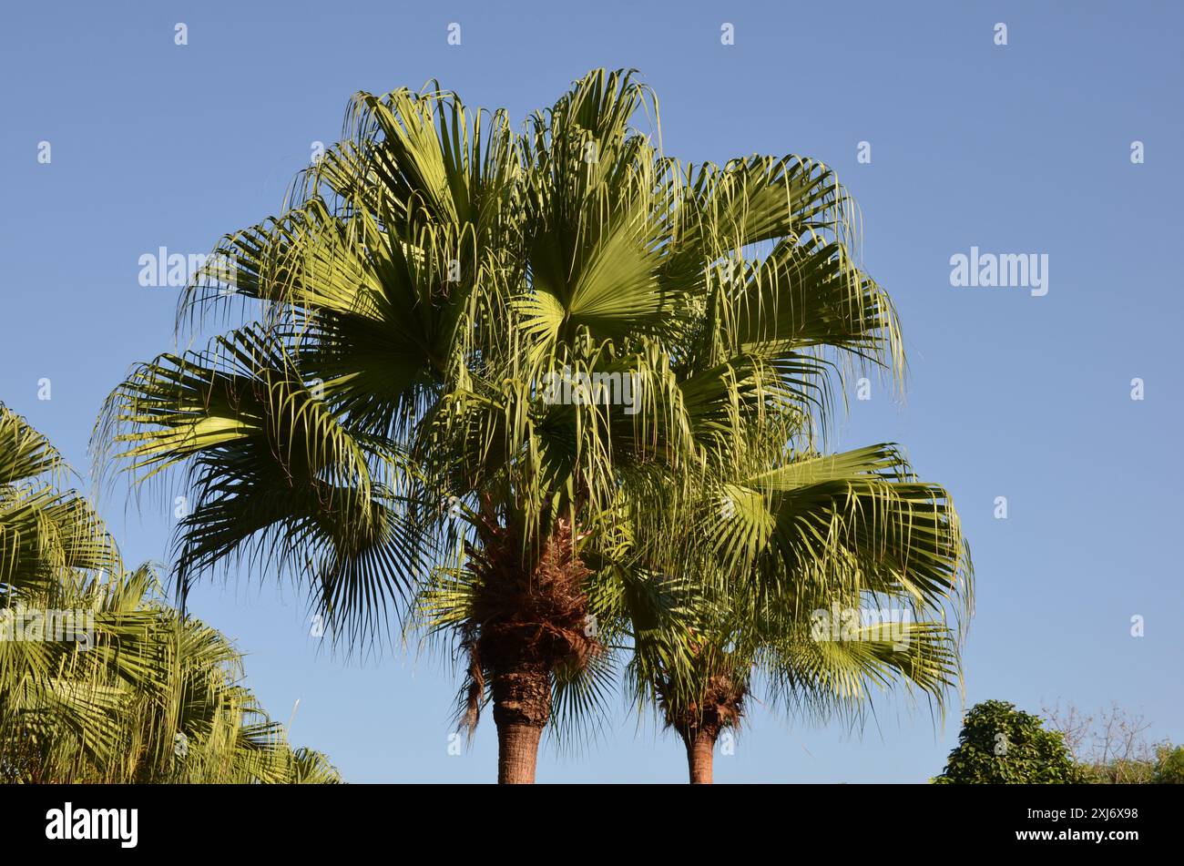 Palmiers d'été sur fond de ciel bleu. Vue en angle bas Banque D'Images