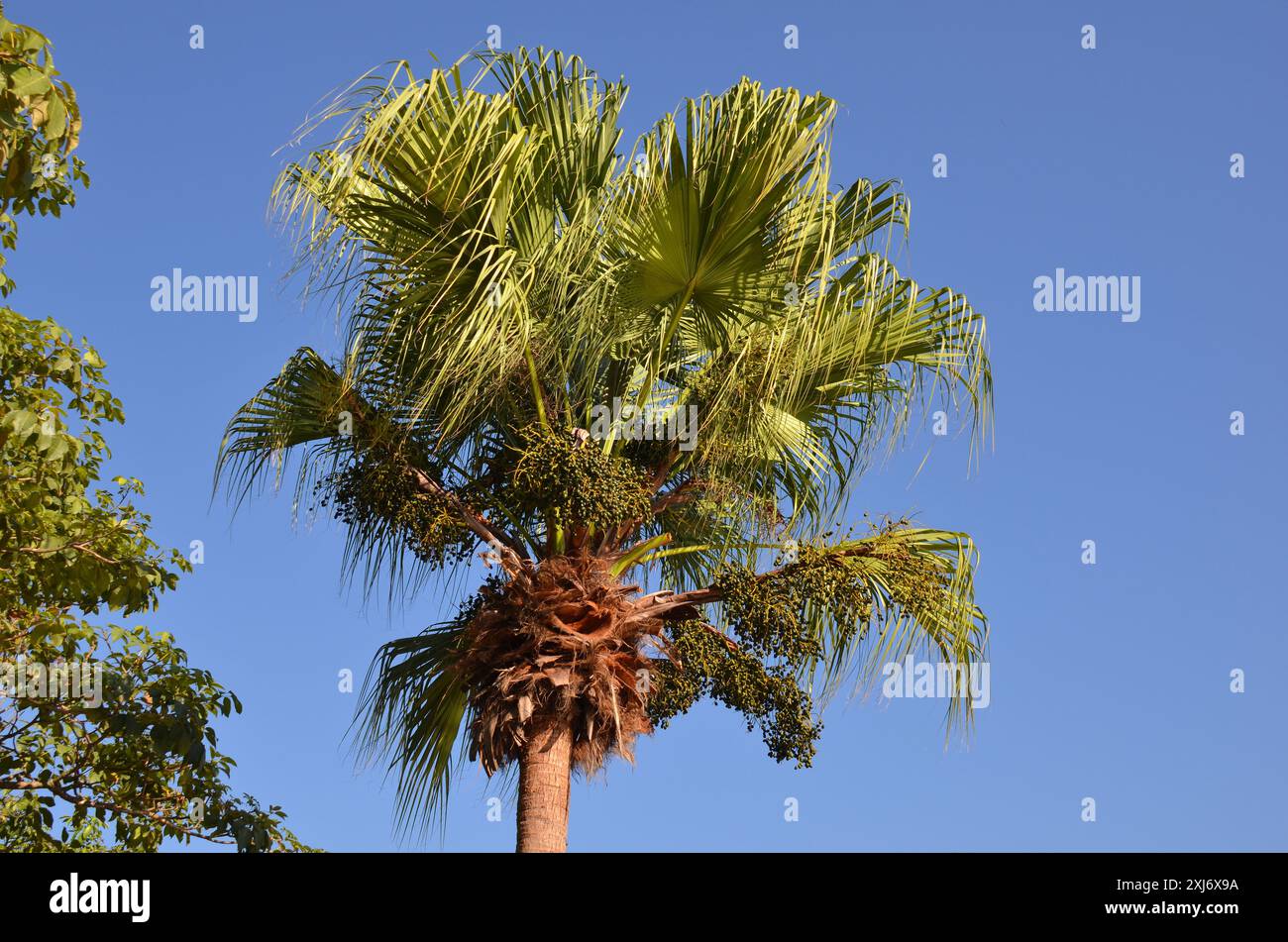 Palmiers d'été sur fond de ciel bleu. Vue en angle bas Banque D'Images