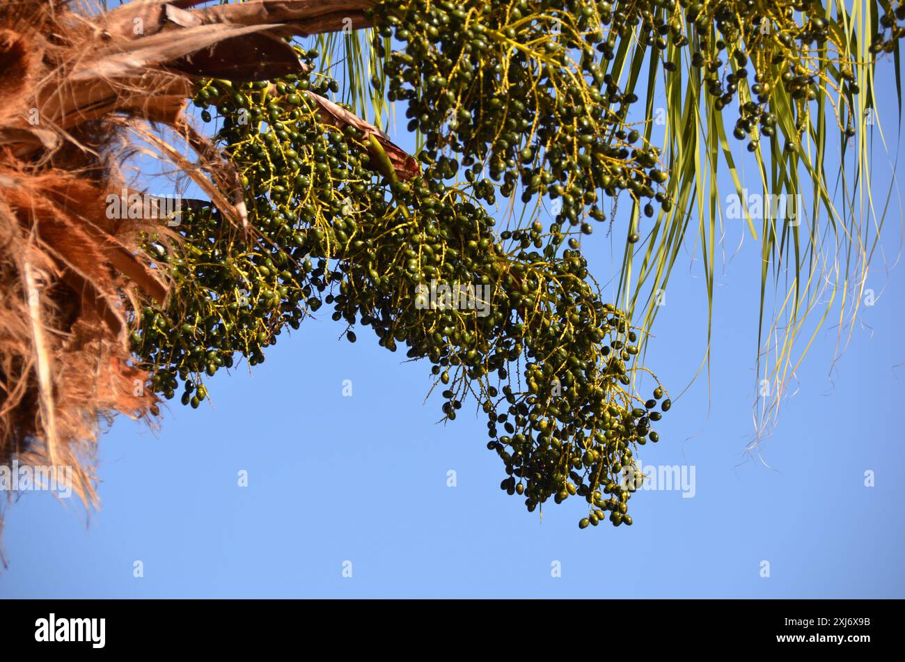 Palmiers d'été sur fond de ciel bleu. Vue en angle bas Banque D'Images
