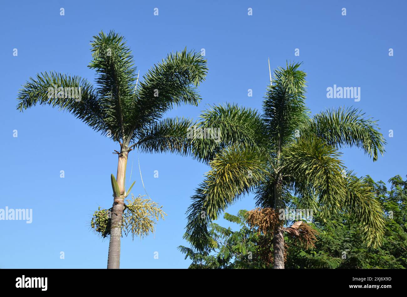 Palmiers d'été sur fond de ciel bleu. Vue en angle bas Banque D'Images