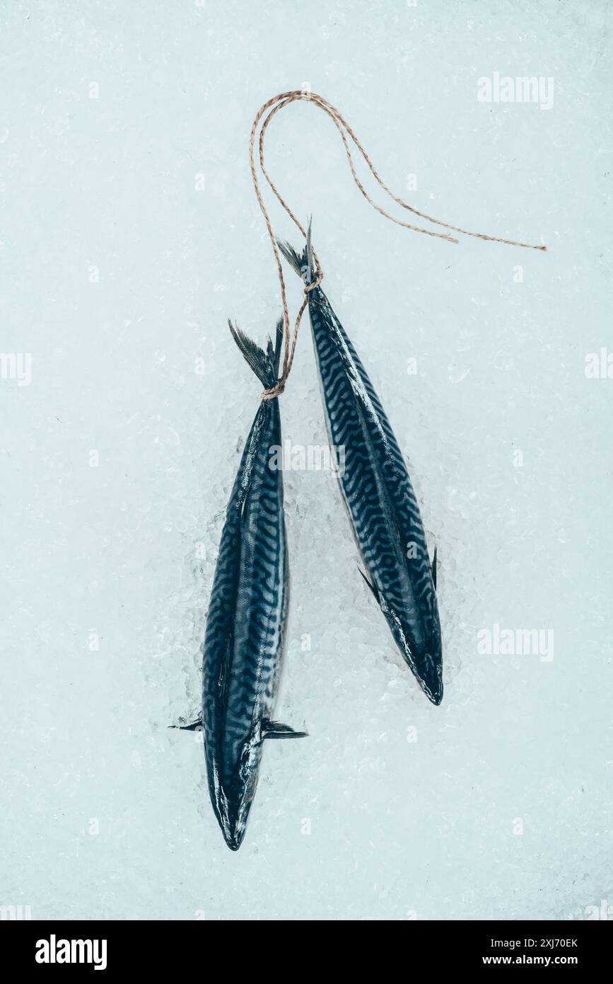 Vue rapprochée des matières le maquereau poisson lié avec une corde sur la glace Banque D'Images