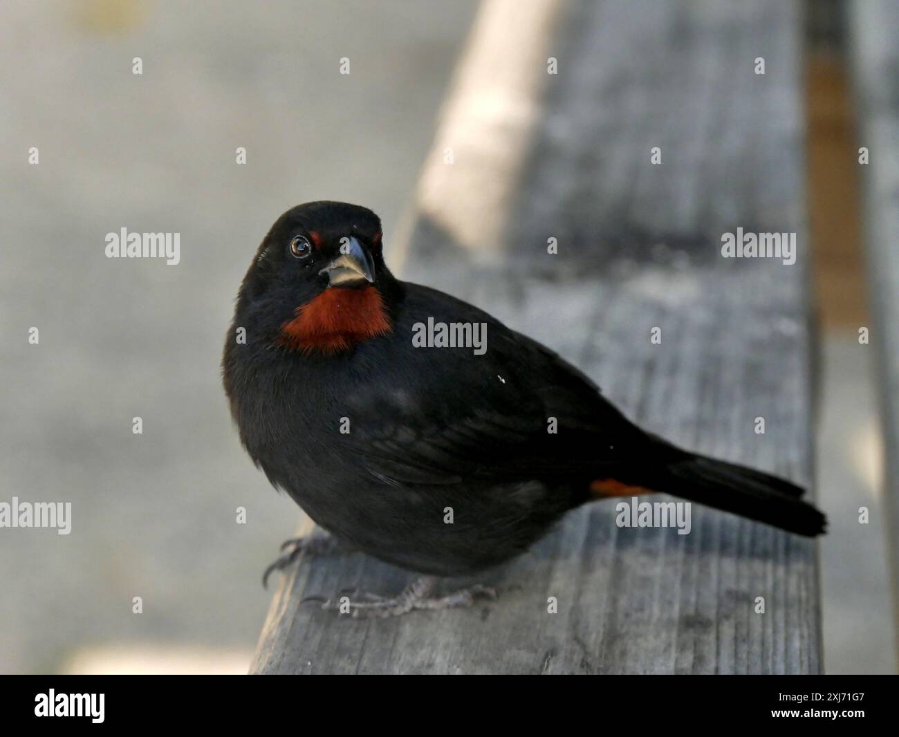 bullfinch masculin des antilles inférieures ou noctis loxigilla sur un banc. Portrait d'oiseau en Guadeloupe. Banque D'Images