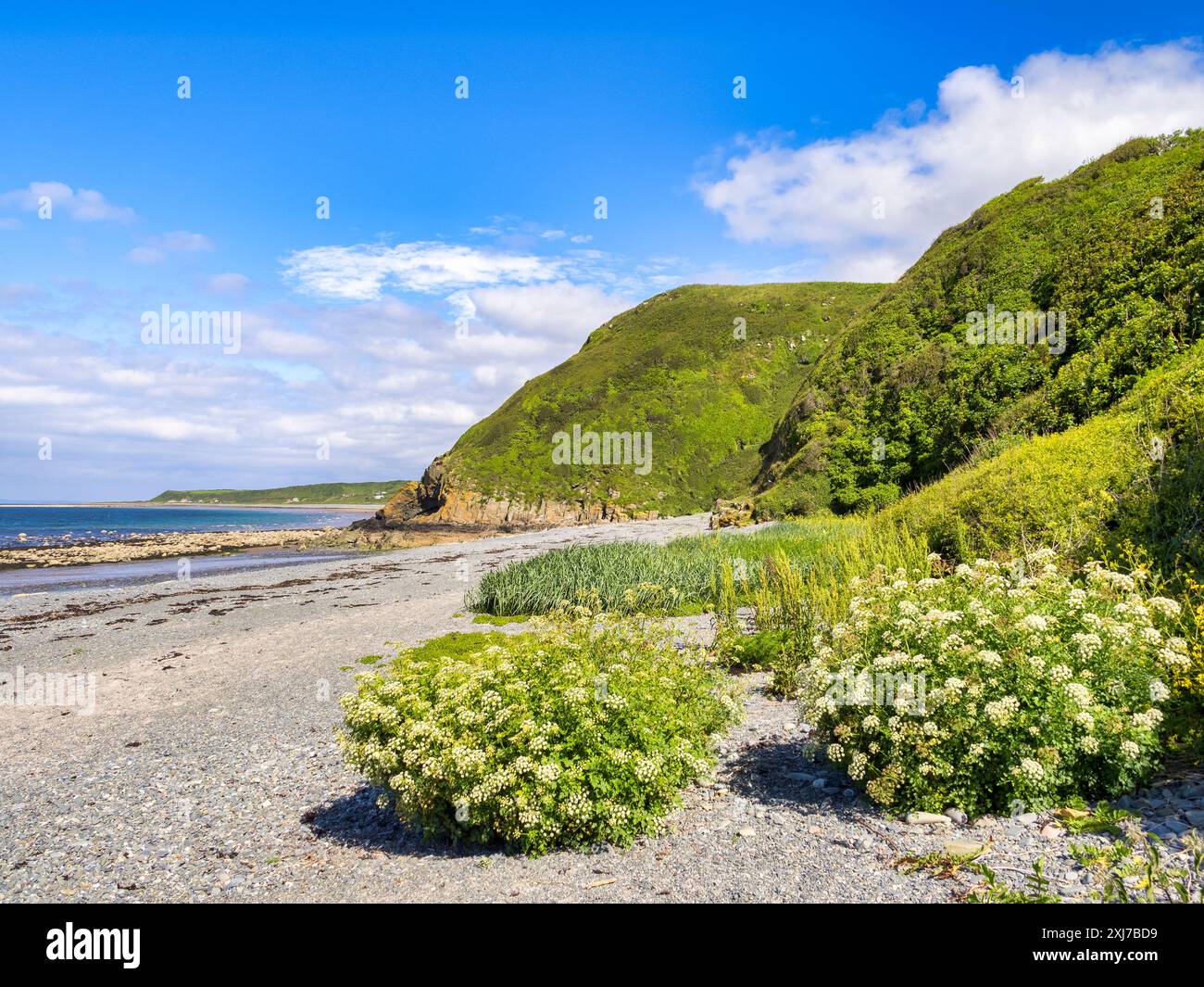 Plage à Front Bay, point of Lug, Monteith, Dumfries et Galloway, Écosse avec une végétation abondante poussant en galets, par une belle journée d'été. Banque D'Images