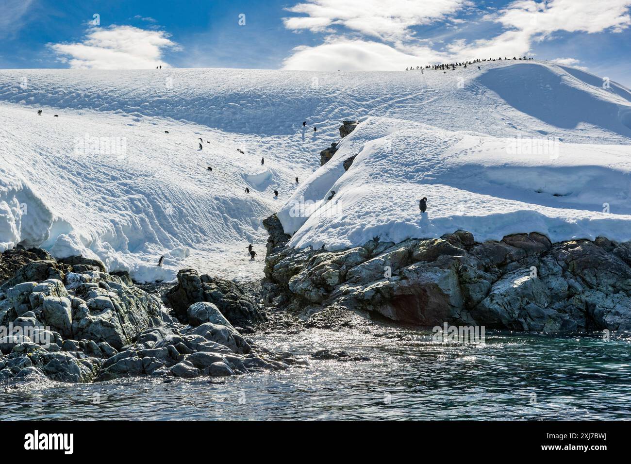 Manchot à mentonnière, crique de Cierva, Terre de San Martín, Péninsule Antarctique, mardi, 21 novembre 2023. Photo : David Rowland / One-Image.com Banque D'Images