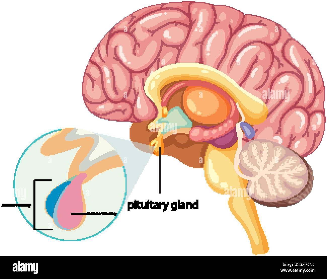 Illustration détaillée de l'hypophyse dans le cerveau Illustration de Vecteur