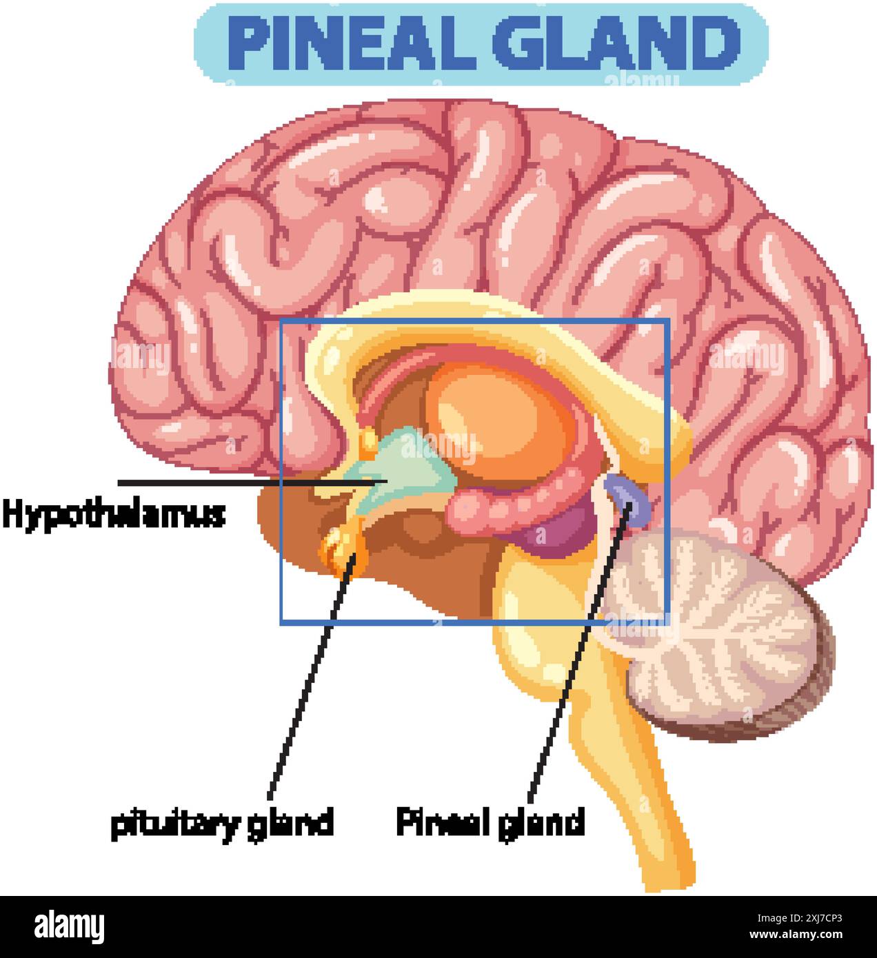 Illustration détaillée de l'anatomie de la glande pinéale Illustration de Vecteur