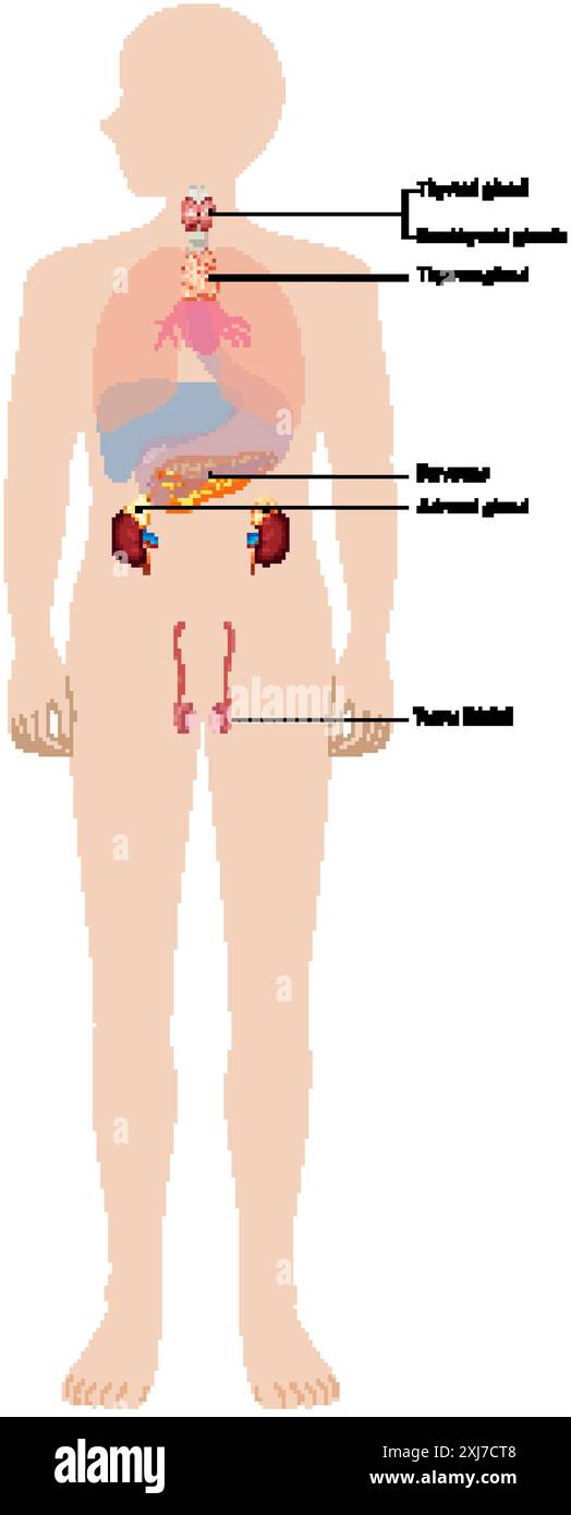 Illustration des glandes endocrines majeures dans le corps Illustration de Vecteur