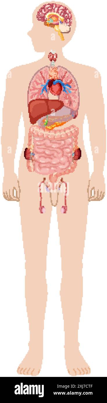 Illustration des organes et systèmes internes humains Illustration de Vecteur