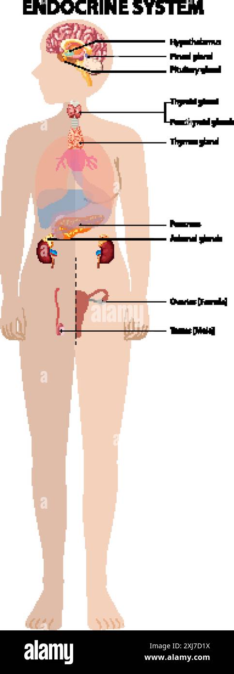 Illustration des organes du système endocrinien humain Illustration de Vecteur