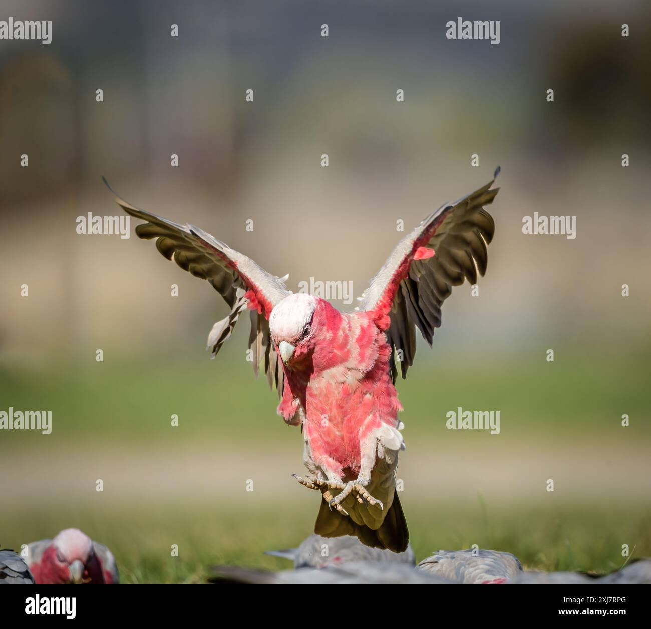Un petit troupeau de cacatoès à poitrine rose se nourrit sur un champ herbeux alors qu'un cacatoès tente avec des ailes déployées d'atterrir au milieu du troupeau. Banque D'Images