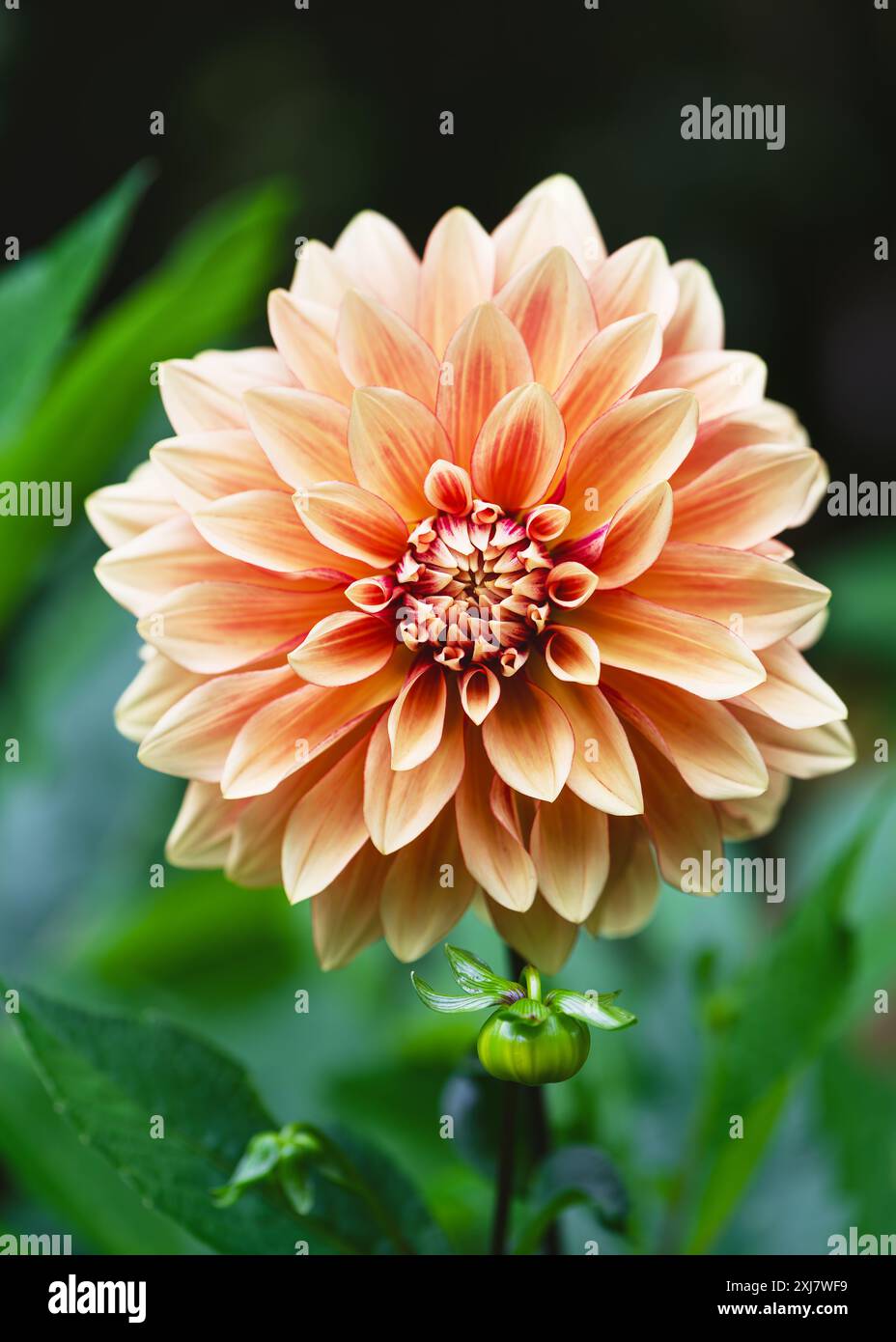 Belle fleur de dahlia décorative orange et rouge au beau jour avec un fond bokeh flou agréable et doux. Concept floristique ou jardinage. Copier l'espace. Banque D'Images