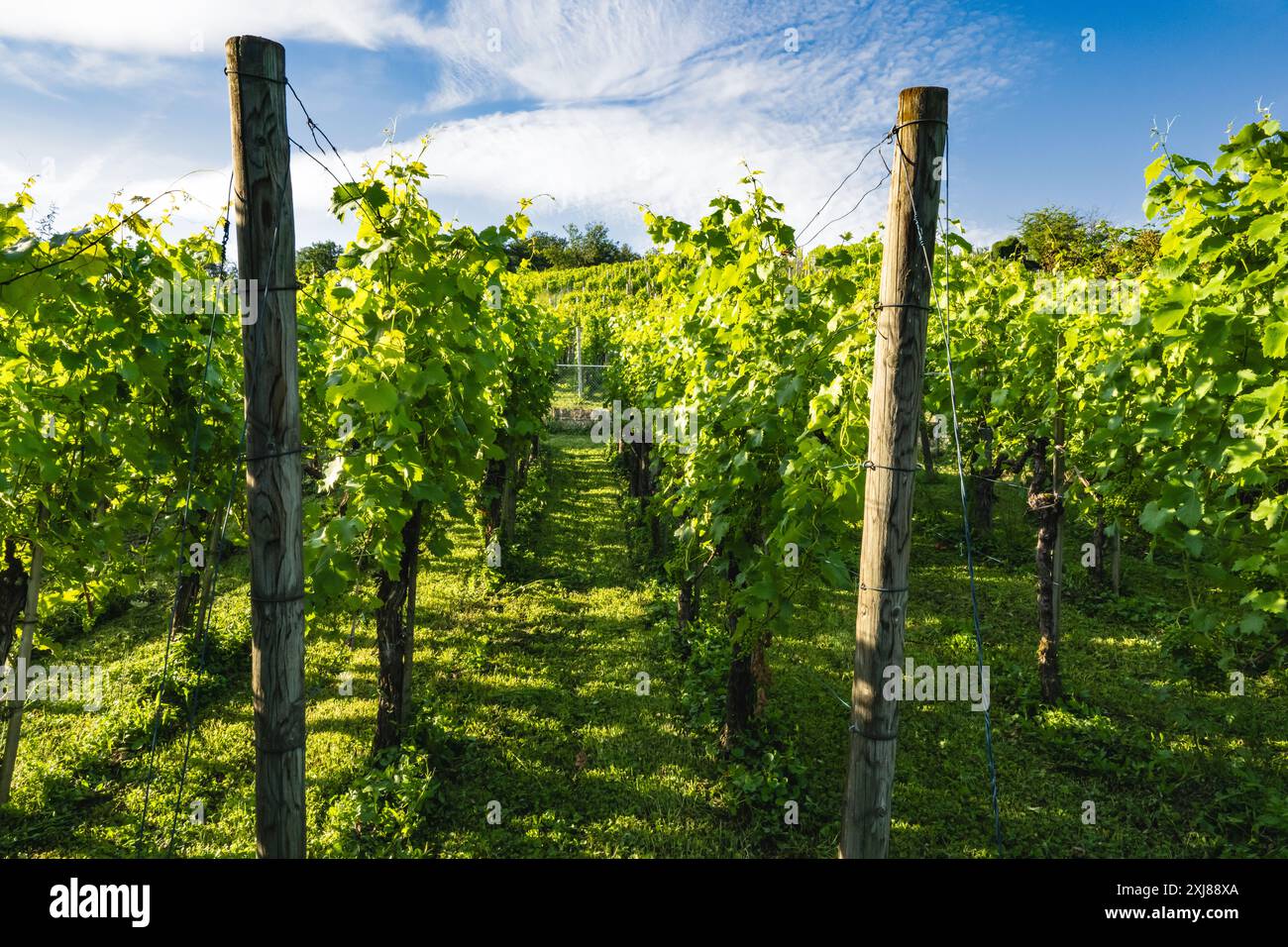 Vignoble en été, pris près de Stuttgart. Banque D'Images