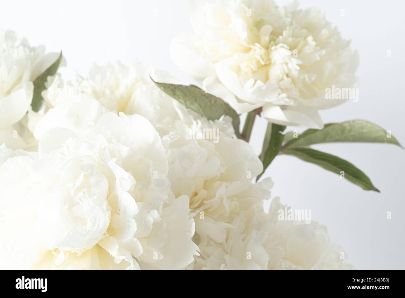 Gros plan de pivoines blanches fraîches ornées de gouttes de rosée. Les pétales doux et les gouttelettes d'eau délicates créent une composition florale sereine et pure. Blurr Banque D'Images