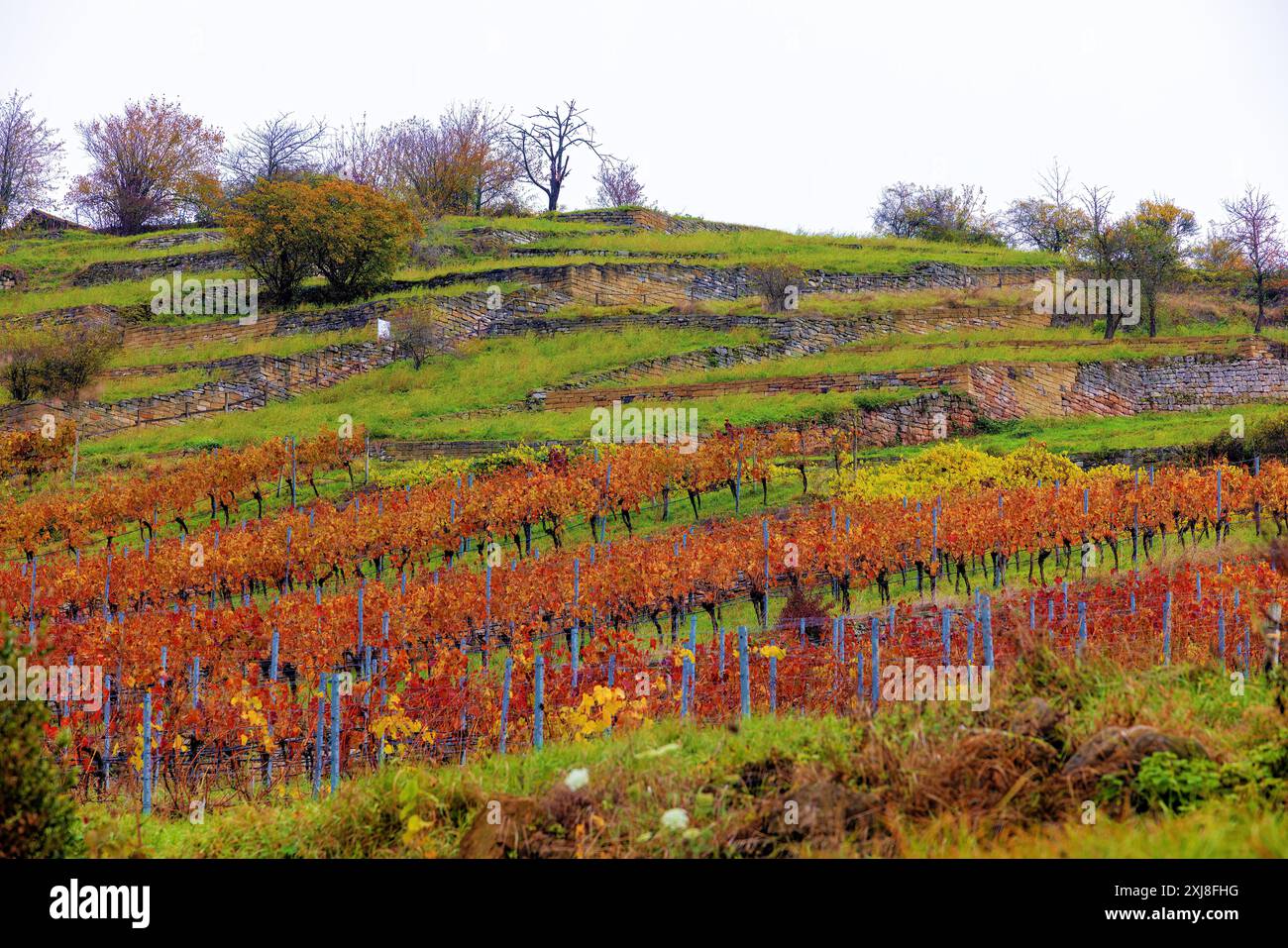 Vignoble aux feuilles colorées en automne Banque D'Images