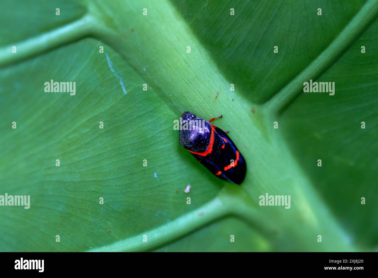 Un Froghopper noir (spittlebug) avec des marques rouges repose sur une feuille. Plan macro détaillé, mettant en valeur la beauté naturelle de Wulai, Taiwan. Banque D'Images