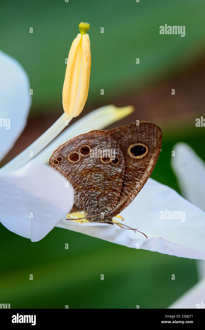 Vue détaillée d'un papillon Ringlet (Ypthima baldus zodina) reposant sur un pétale de fleur blanche. Motifs vibrants et cadre naturel capturés à Wulai, T. Banque D'Images