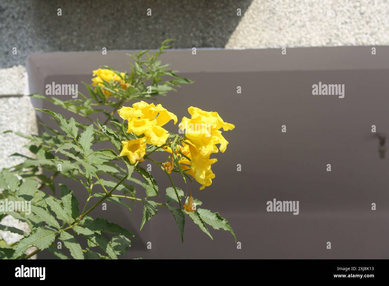 Trompetbush jaune (Tecoma stans) en fleurs : (pix Sanjiv Shukla) Banque D'Images