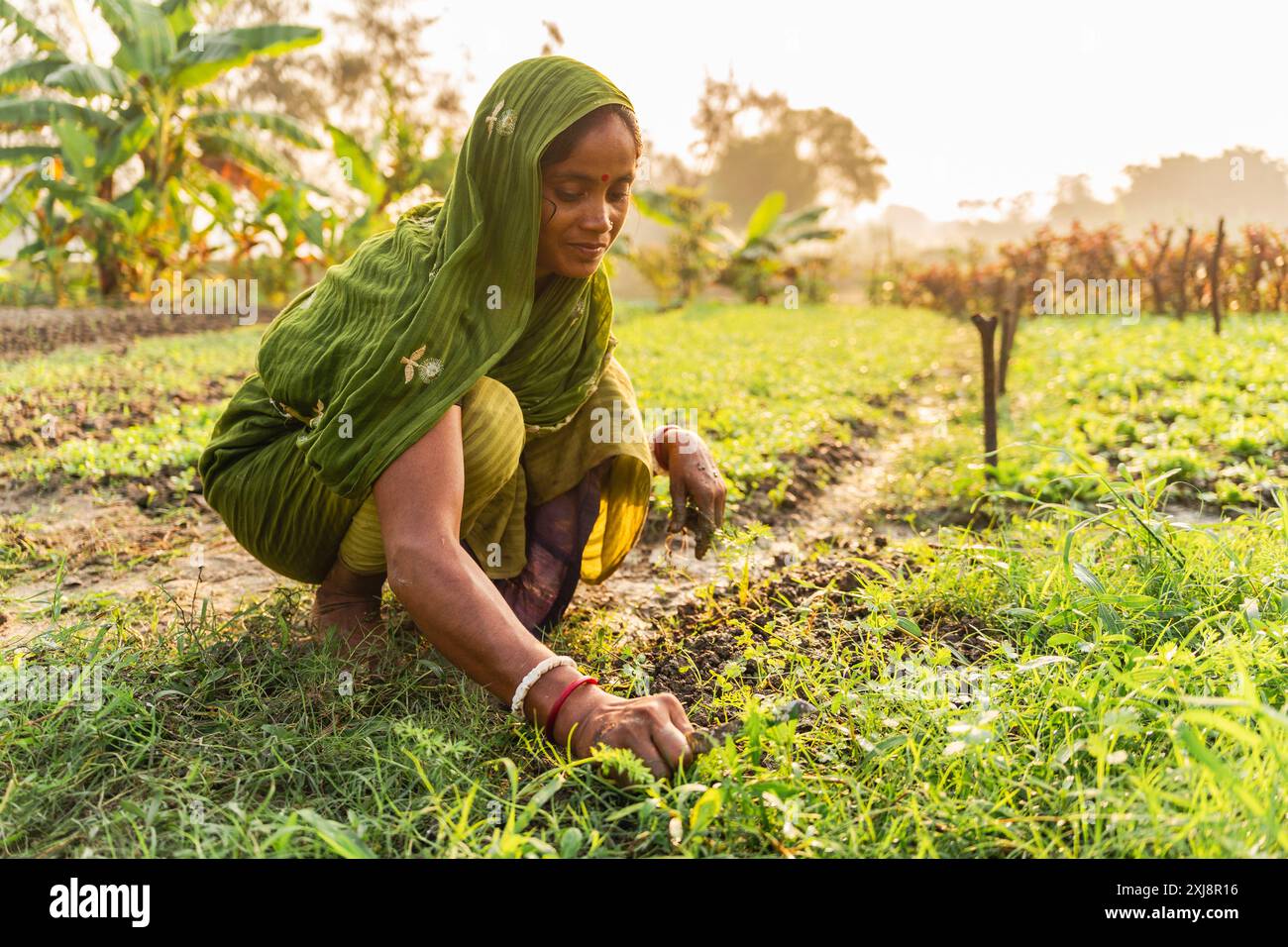 bengale occidental - Inde - 20 novembre 2023 : une agricultrice en sari traditionnel indien est vue travailler dans son potager dans la campagne sm Banque D'Images