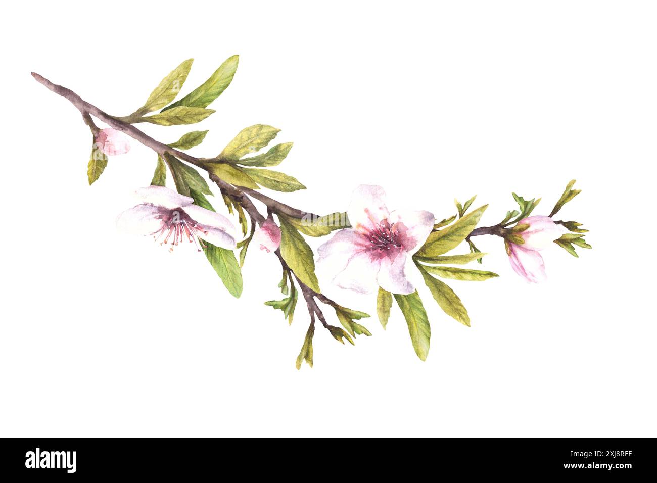 Branche d'arbre de fleur d'amande avec des bourgeons de feuilles et des fleurs. Illustration d'aquarelle de printemps dessinée à la main. Fleur pomme ou Clipart cerise pour carte de voeux Banque D'Images
