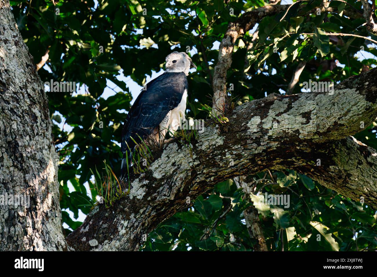 Aigle Harpy femelle, Harpia harpyja, assis dans un arbre de noix brésilien, Alta Floresta, Amazonie, Brésil Banque D'Images