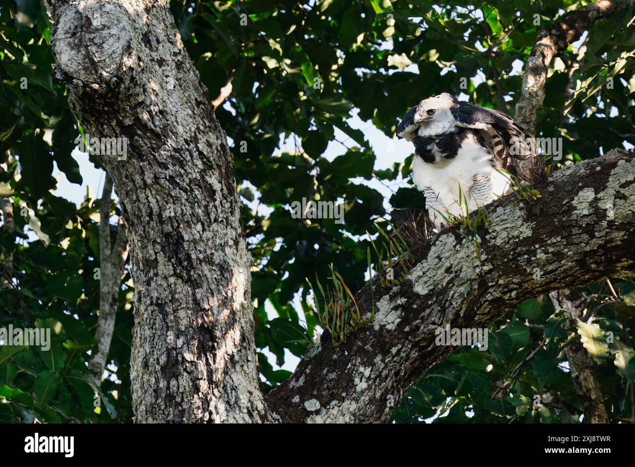 Aigle Harpy femelle, Harpia harpyja, assis dans un arbre de noix brésilien, Alta Floresta, Amazonie, Brésil Banque D'Images