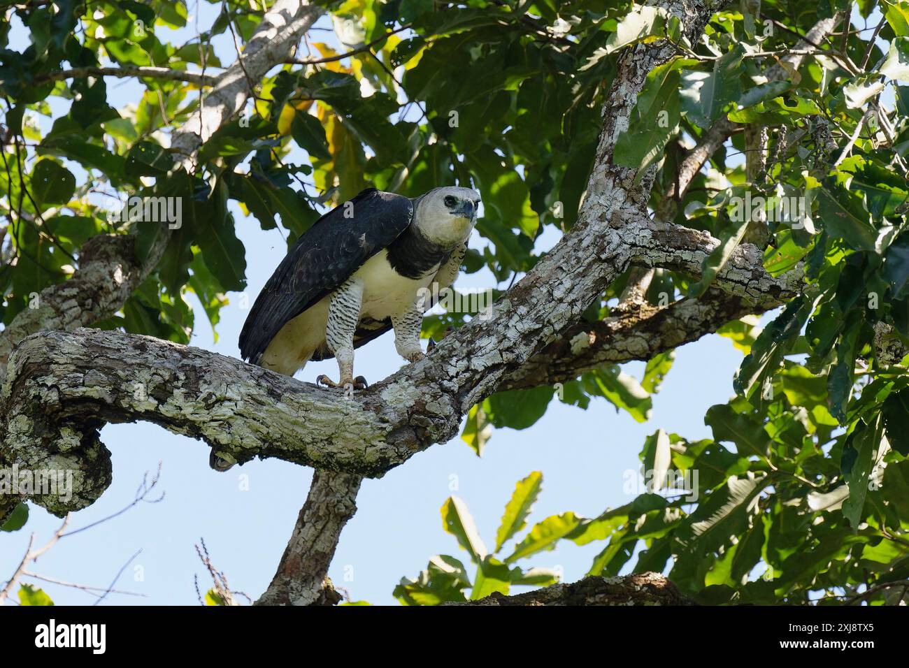 Aigle Harpy femelle, Harpia harpyja, assis dans un arbre de noix brésilien, Alta Floresta, Amazonie, Brésil Banque D'Images