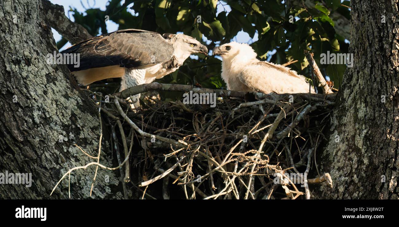 Aigle Harpy femelle, Harpia harpyja, nourrissant son poussin de 4 mois, Alta Floresta, Amazonie, Brésil Banque D'Images