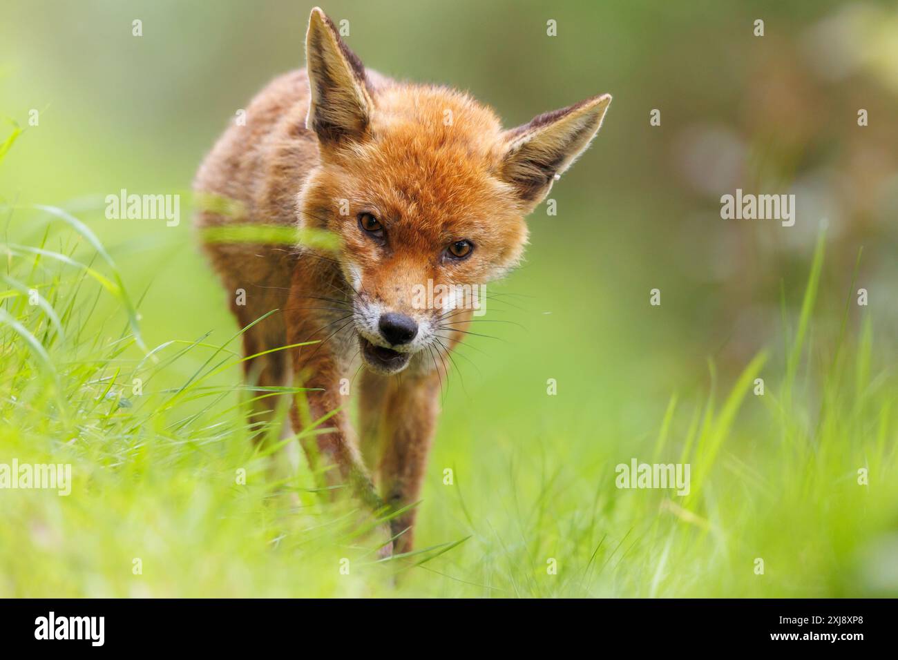 Renard adulte avec gale Banque D'Images