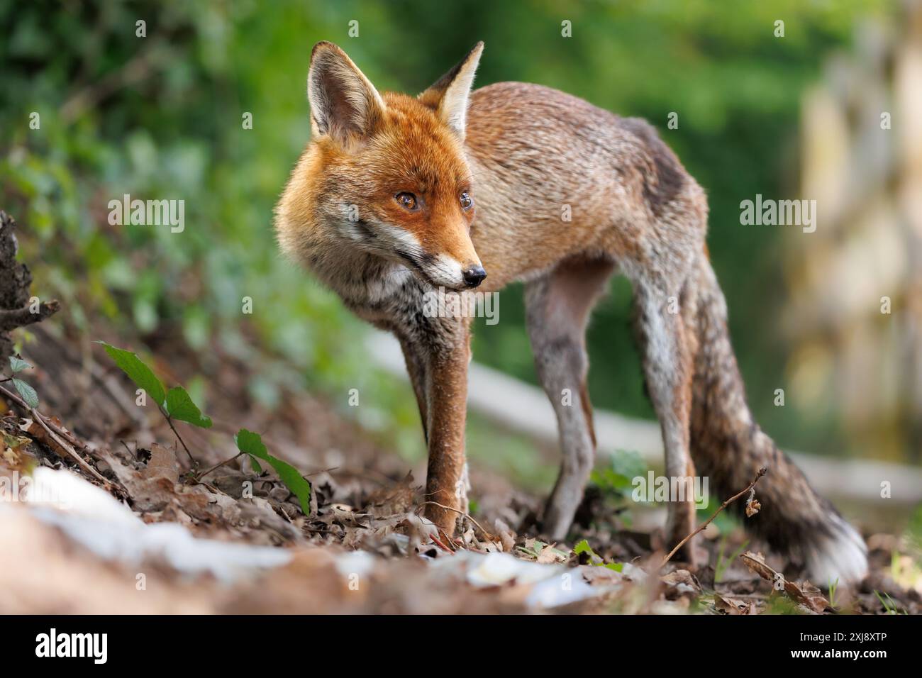 Renard adulte urbain en plein jour Banque D'Images