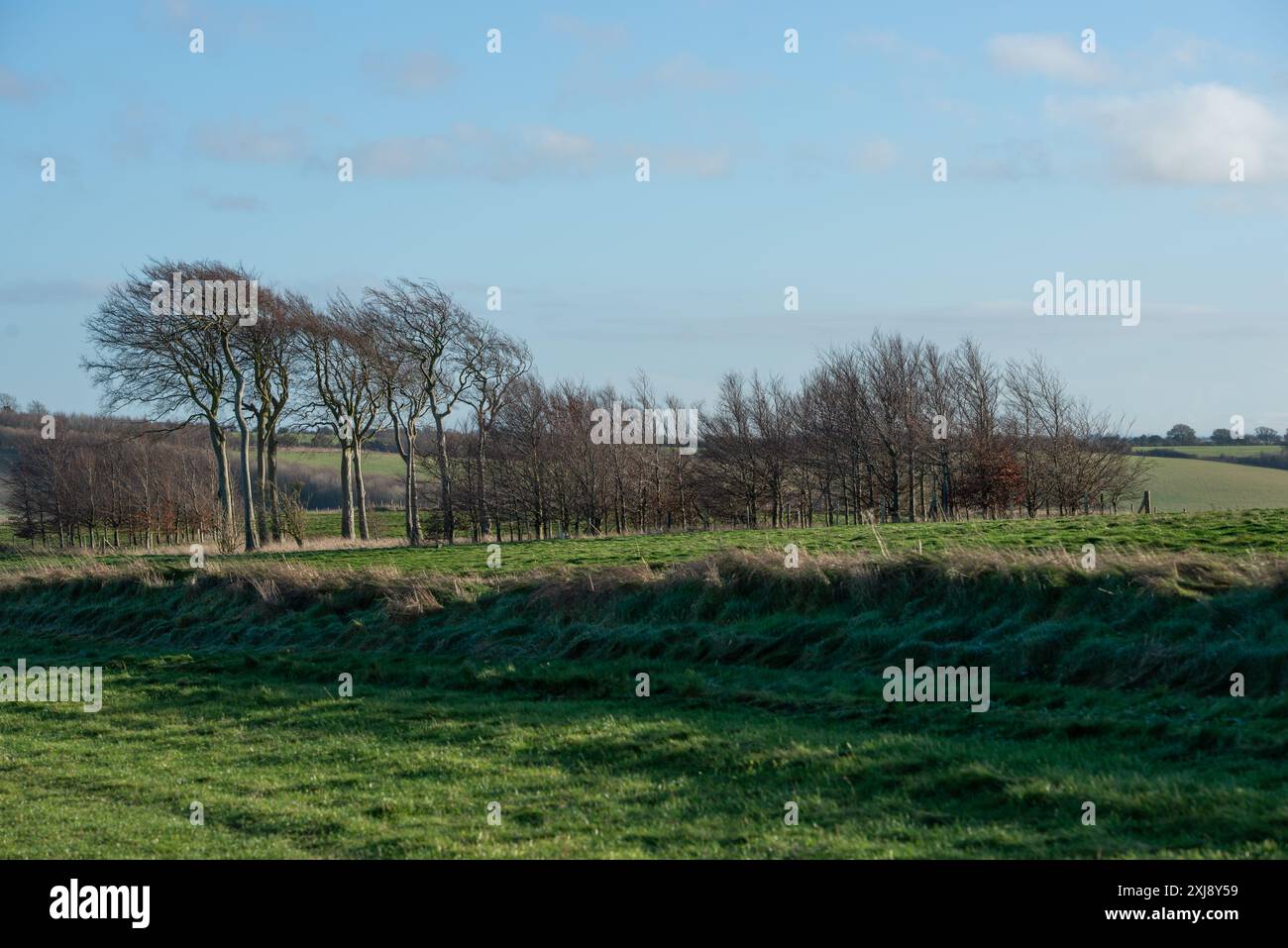 Folly Clump, un groupe d'arbres au-dessus de Children Warren sur le chemin Ridgeway, près de Letcombe Bassett Banque D'Images