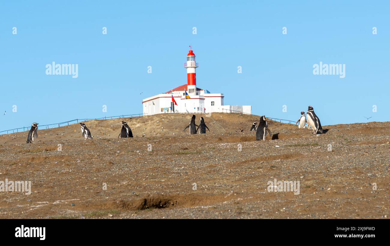 Manchots magellaniques avec le phare emblématique en arrière-plan sur l'île de Magdalena, Punta Arenas, Chili. Banque D'Images