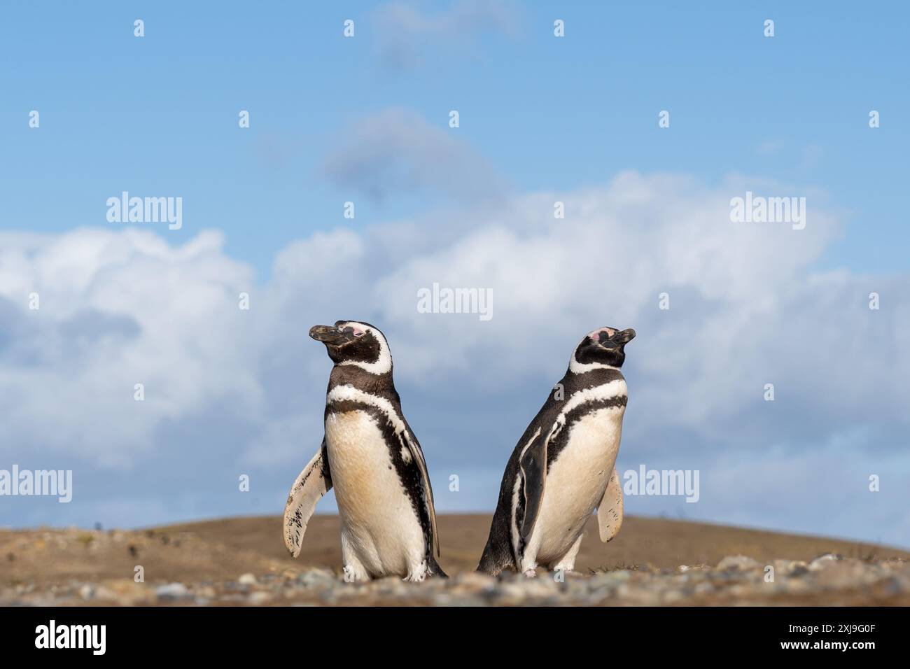 Deux manchots magellaniques debout avec le fond bleu du ciel. Île de Magdalena, Punta Arenas, Chili. Banque D'Images