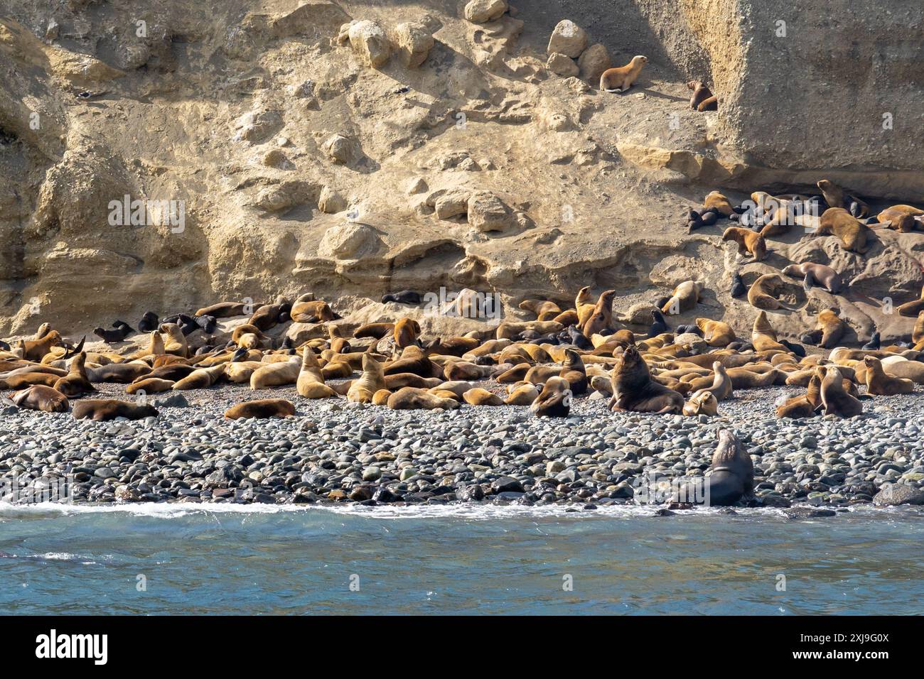 De nombreux lions de mer (Otaria flavescens, un phoque à fourrure) bronzent sur la plage. Île de Santa Marta, Punta Arenas, Chili. Banque D'Images