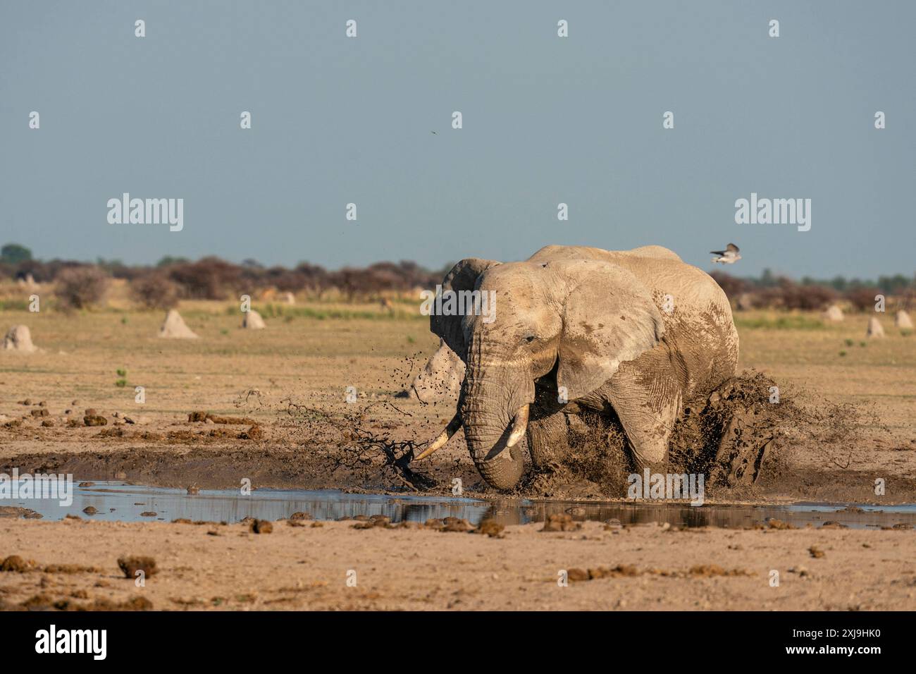 Éléphant d'Afrique Loxodonta africana au trou d'eau, parc national de Nxai Pan, Botswana, Afrique Copyright : SergioxPitamitz 741-6516 Banque D'Images
