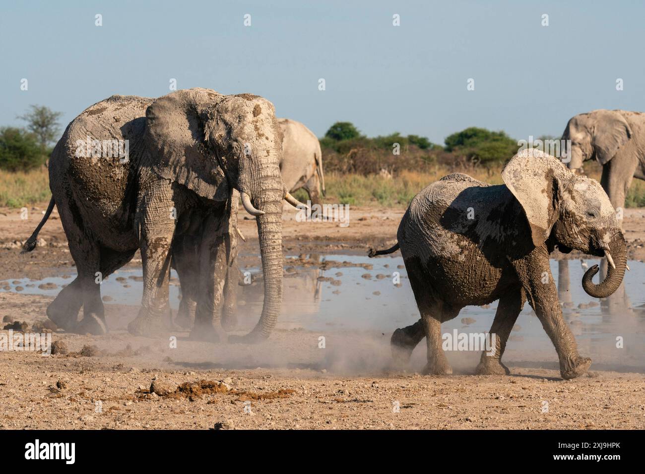 Éléphants d'Afrique Loxodonta africana au trou d'eau, parc national de Nxai Pan, Botswana, Afrique Copyright : SergioxPitamitz 741-6546 Banque D'Images