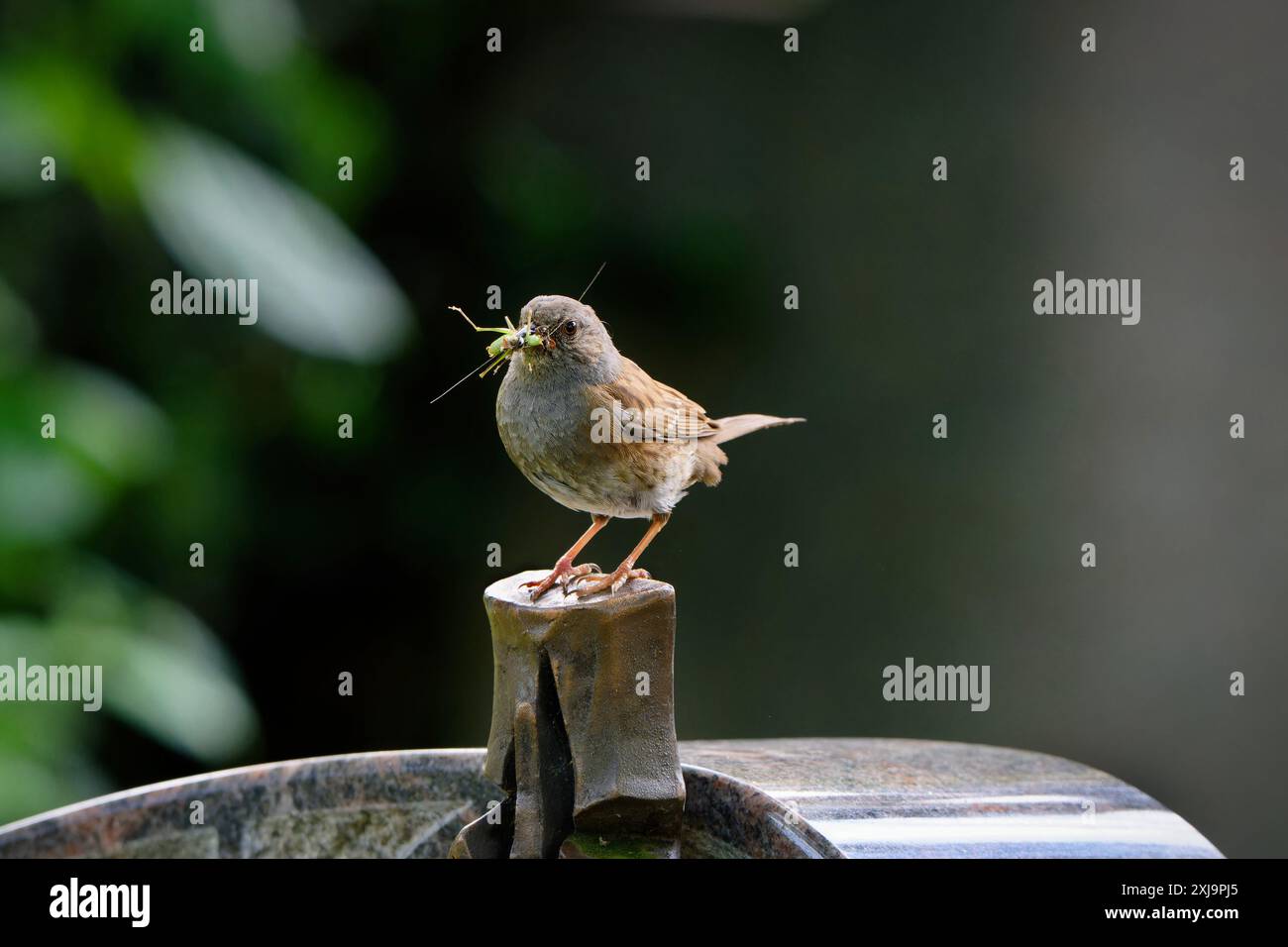 Prunelle modularis Orthoptera dunnock sur une pierre tombale dans un cimetière sur un fond flou a une sauterelle verte dans son bec Banque D'Images Prunelle modularis Orthoptera dunnock sur une pierre tombale dans un cimetière sur un fond flou a une sauterelle verte dans son bec Banque D'Images