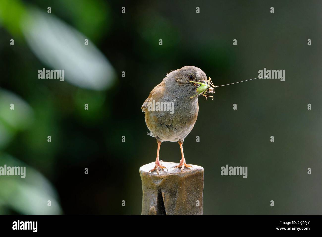 Prunelle modularis Orthoptera dunnock sur une pierre tombale dans un cimetière sur un fond flou a une sauterelle verte dans son bec Banque D'Images Prunelle modularis Orthoptera dunnock sur une pierre tombale dans un cimetière sur un fond flou a une sauterelle verte dans son bec Banque D'Images
