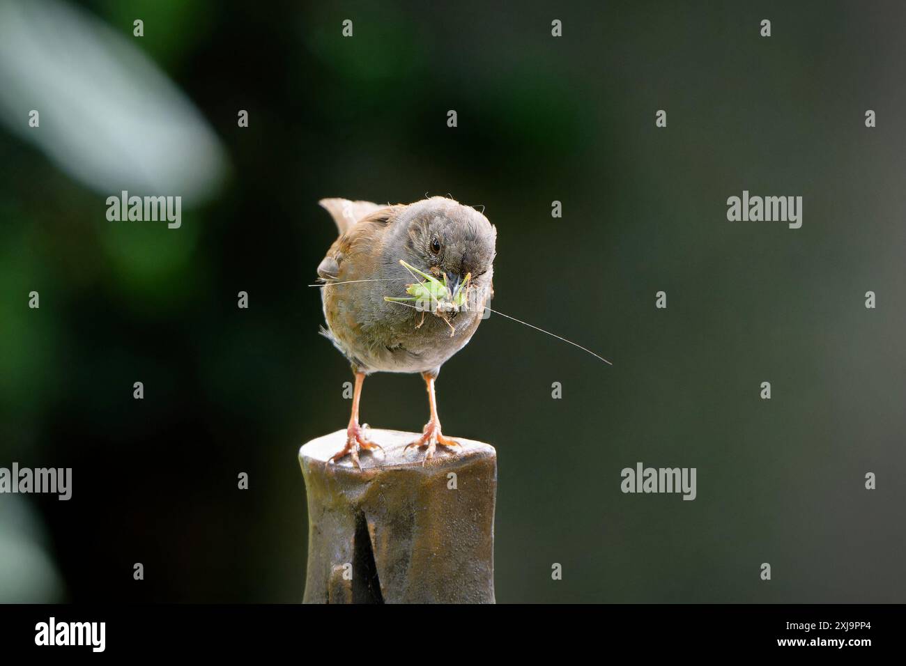 Prunelle modularis Orthoptera dunnock sur une pierre tombale dans un cimetière sur un fond flou a une sauterelle verte dans son bec Banque D'Images Prunelle modularis Orthoptera dunnock sur une pierre tombale dans un cimetière sur un fond flou a une sauterelle verte dans son bec Banque D'Images