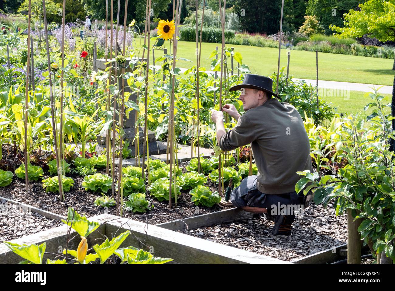 Jardinier travaillant dans le potager du RHS Harlow Carr Gardens Harrogate North Yorkshire UK Banque D'Images